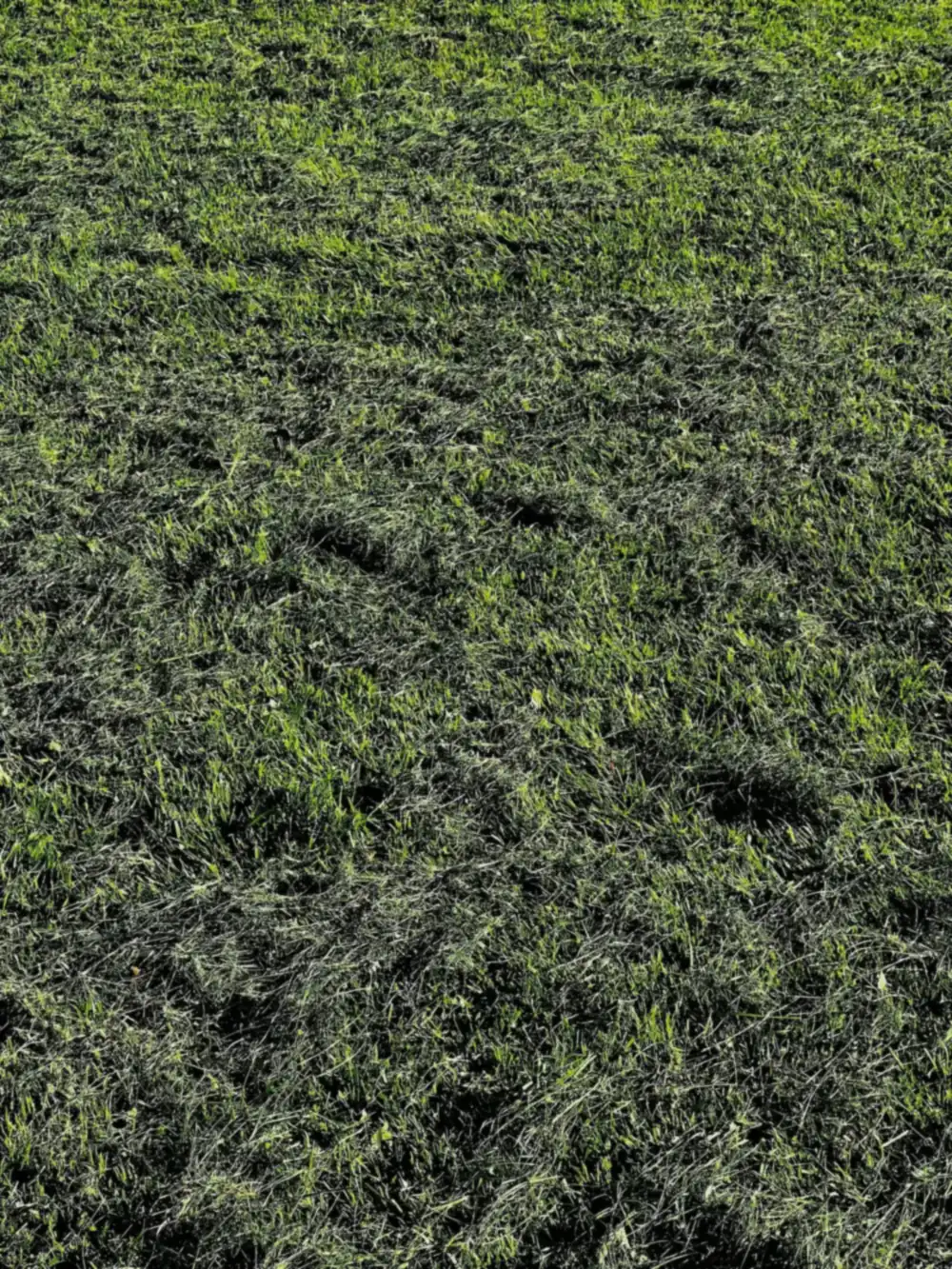 A freshly mowed green lawn with clean mowing stripes
